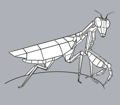 Mantis constructive drawing black and white illustration Stock Illustration