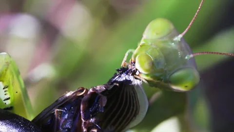 Mantis consumes bug Video stock 171451238