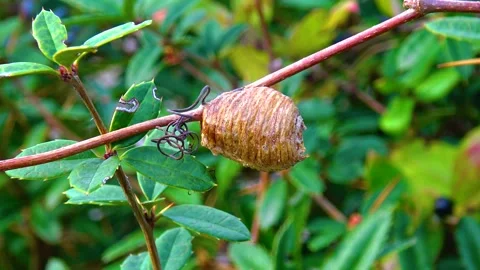 Mantis coon, on a tree branch Stock Footage 233610272