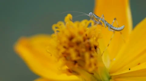 Mantis on the cosmos flower Stock Footage 61058331