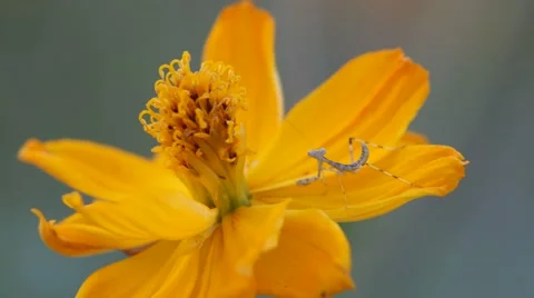 Mantis on the cosmos flower 스톡 동영상 61059090