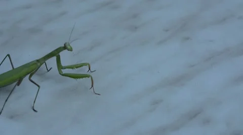 Mantis crawling. 動画素材 52686278