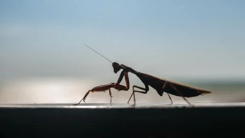 Mantis crawling on the ground Stock Photos