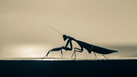 Mantis crawling on the ground Stock Photos