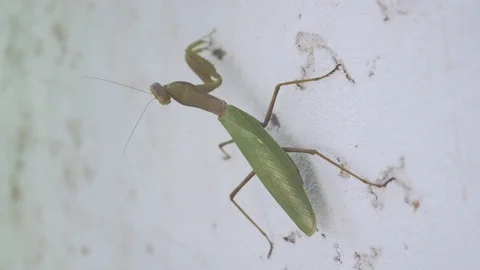 Mantis crawling on the light wall Stock Footage 101163306