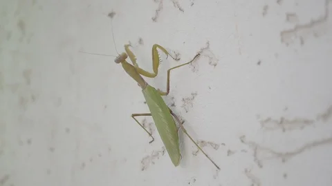 Mantis crawling on the light wall Stock Footage 101163469