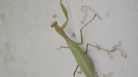 Mantis crawling on the light wall Stock Footage 101163579