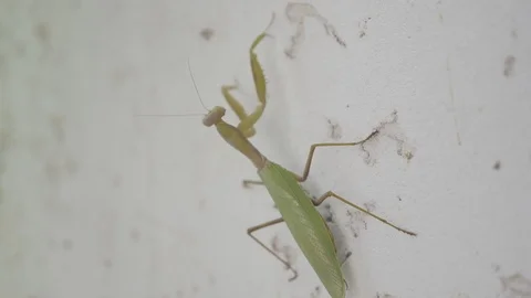 Mantis crawling on the light wall Stock Footage 101163659