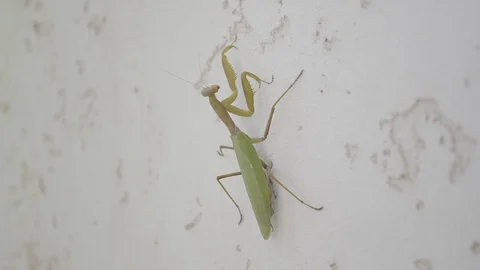 Mantis crawling on the light wall Stock Footage 101163770