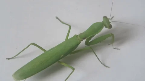 Mantis crawling on the wall Stock Footage 70607369
