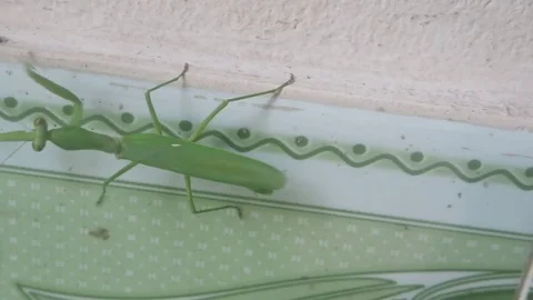 Mantis crawling on the wall Stock Footage 70607524
