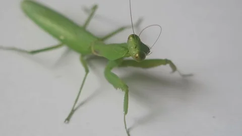 Mantis crawling on a white paper Stock Footage 70607296