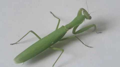 Mantis crawling on white paper Stock Footage 70607525