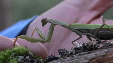 Mantis crawls on giant Video stock 171469333