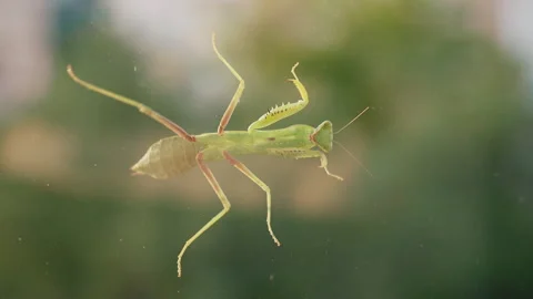 A mantis crawls on the glass outside the window. Stock Footage 242595502