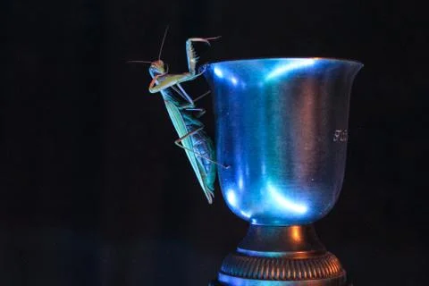 Mantis on a cup Stock Photos