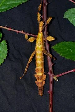 Mantis on dark background Stock Photos