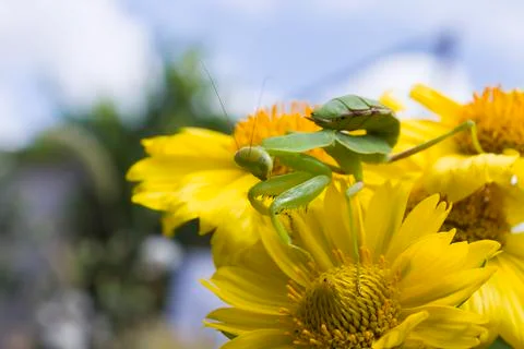 Mantis defends itself Stock Photos