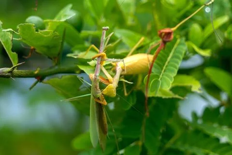 Mantis eat mantis. poor mantis eaten by its best friend. Cannibalism betwee.. Stock Photos
