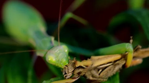Mantis eat prey on a branch of palm trees Stock Footage 70134228