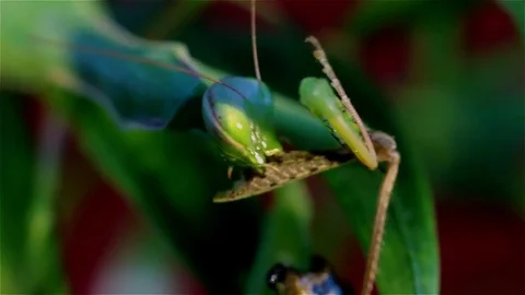 Mantis eat prey on a branch of palm trees Stock Footage 70134440