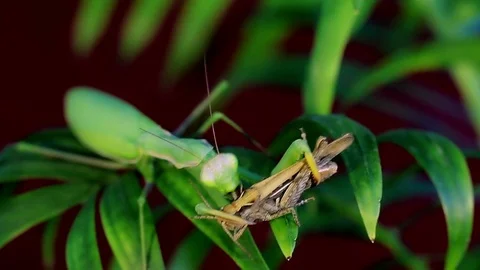Mantis eat prey on a branch of palm trees Stock Footage 70164225