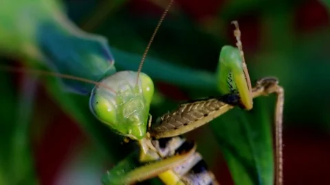 Mantis eat prey on a branch of palm trees Stock Footage 70166169