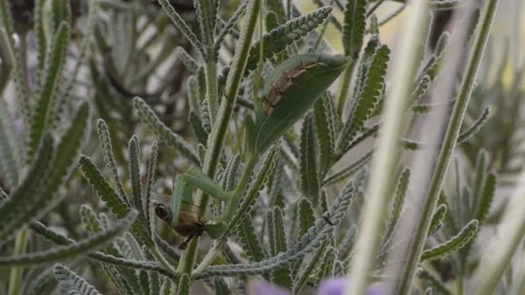 Mantis eating a bee when a fly lands on its eye Stock Footage 153301858