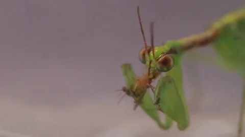 Mantis eating drosophila Stock-Footage 75053223