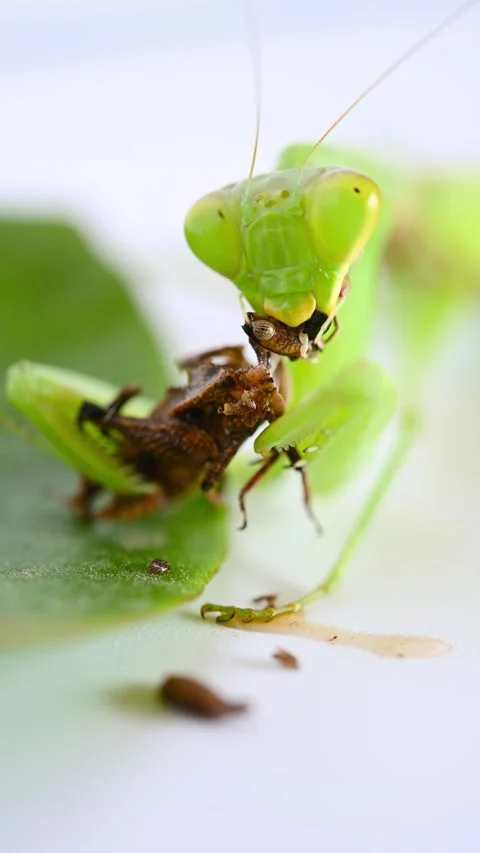 Mantis eating grasshopper close up at vertical composition Stock Footage 253264305