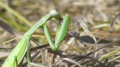 Mantis eating its prey close up Video stock 121024575