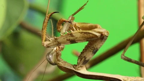 Mantis eating up its prey, graphical close up 動画素材 79587817