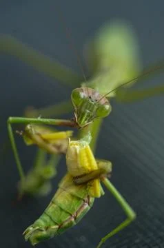 Mantis eating mantis Stock Photos