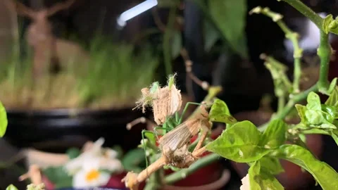 Mantis eating Moth 스톡 동영상 247982646