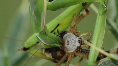 Mantis eating a spider Stock Footage 47033310