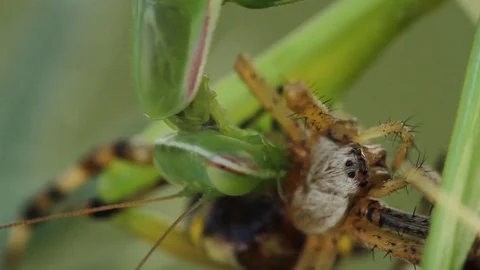 Mantis eating a spider, Mantis religiosa with Argiopa bruenechi Stock Footage 70293683