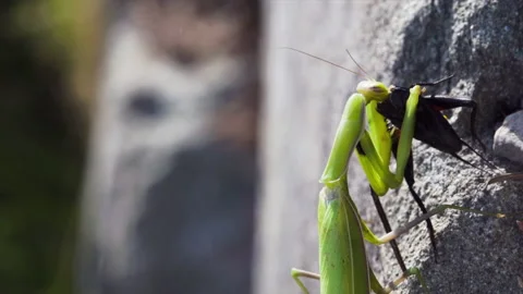 Mantis eats bug on cliff Video stock 171466494