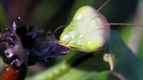 Mantis eats bug Video stock 171433559