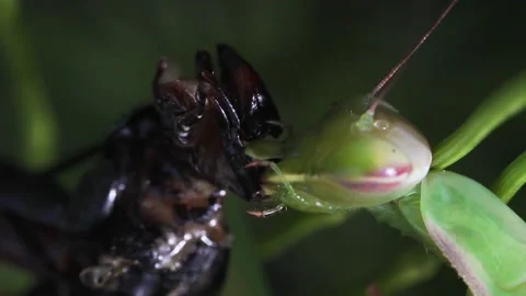 Mantis eats bug Video stock 171433823