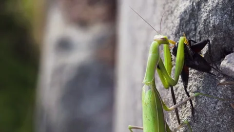 Mantis eats bug Video stock 171434496