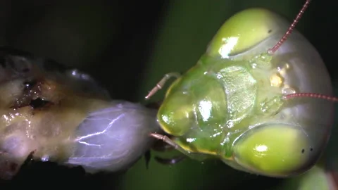 Mantis eats bug intestines Video stock 171444895