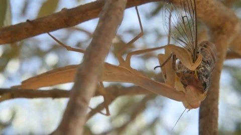 Mantis eats a cicada Stock Footage 78963752