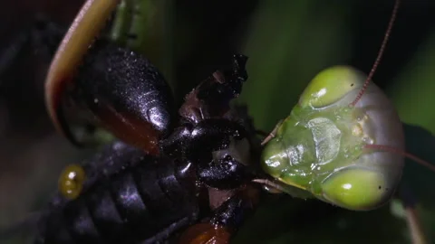Mantis eats cockroach body Video stock 171448362