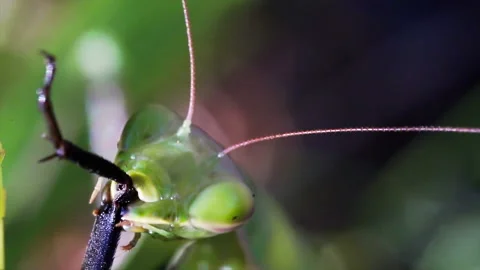 Mantis eats cockroach leg Video stock 171446809