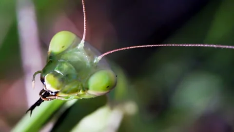 Mantis eats cockroach leg Video stock 171456635