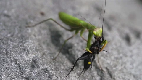 Mantis eats cockroaches face Video stock 171435927