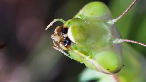 Mantis eats Video stock 171446189