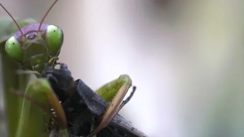 Mantis Eats Grasshopper Face Video stock 171436967