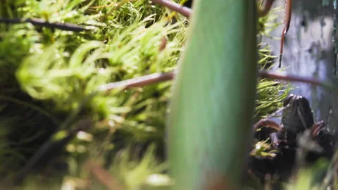 Mantis Eats Grasshopper Video stock 171432063