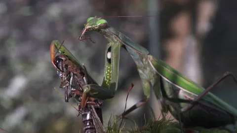 Mantis Eats Grasshopper Video stock 171440857